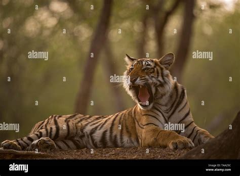 bengal tiger  ranthambhore national park rajasthan india asia