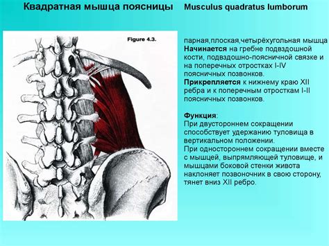 Мышцы поясницы - презентация онлайн