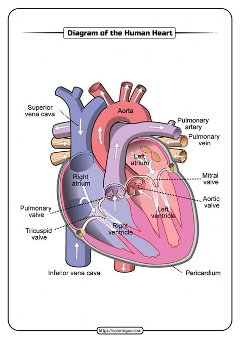 printable human heart diagram human heart anatomy heart