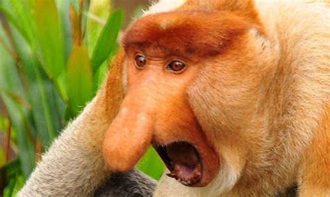 Qual É O Animal Mais Fraco Do Mundo - O Animal Mais Fraco Do Mundo - FDPLEARN