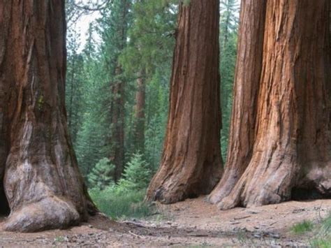 Maple Tree Root System – Are Maple Tree Roots Invasive? – LeafyJournal