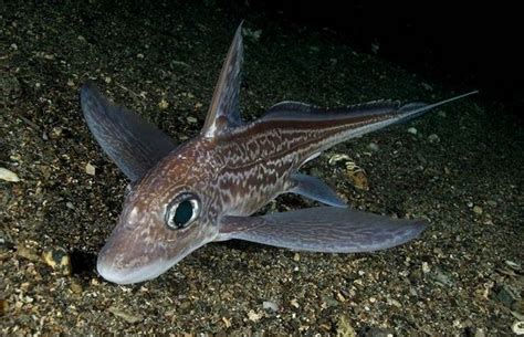 chimaera monstrosa linnaeus