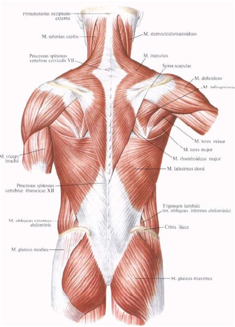 Анатомия Синельникова!!! | Human body anatomy, Muscle anatomy, Human ...