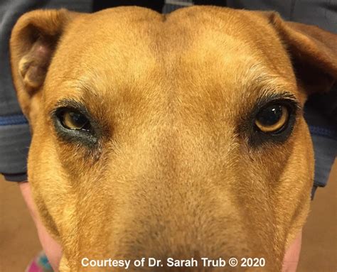 how to treat horner's syndrome in dogs
