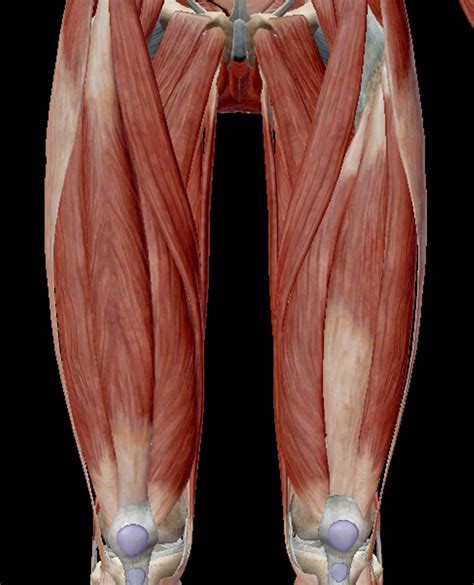 Muscle Diagram (thigh) Diagram | Quizlet