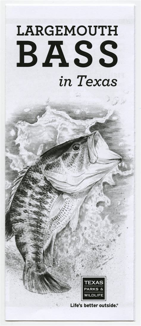 Largemouth Bass in Texas - The Portal to Texas History