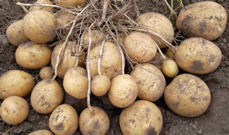 The Dynamics of Tuberization: A Deep Dive into Potato Development ...