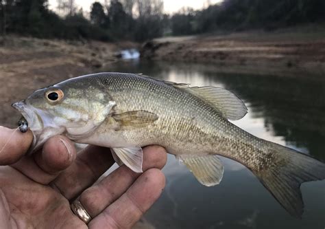 waterfallcreekfish