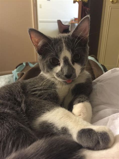 Emergency Kittens on Twitter: 👅