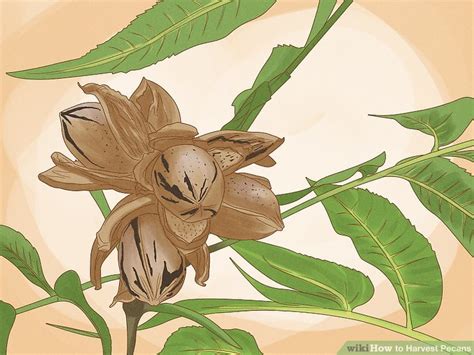 how to harvest pecans at home