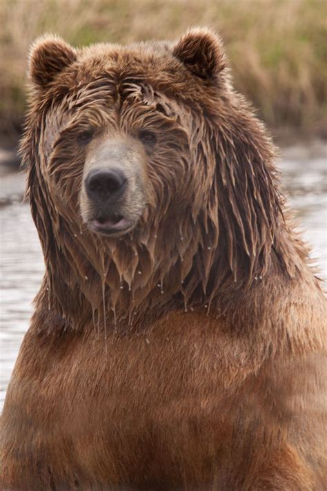 WHAT IS A KODIAK BEAR? :"FIND OUT HOW FAST A KODIAK BEAR CAN RUN AND IF ...