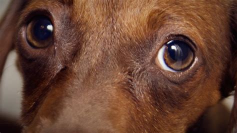 blind dachshund  virginia reunited  guide dog  messy adoption