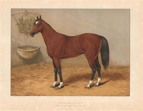 William Tweedie, Horses - Bay Arabian, Rex, 1894 | The Map House