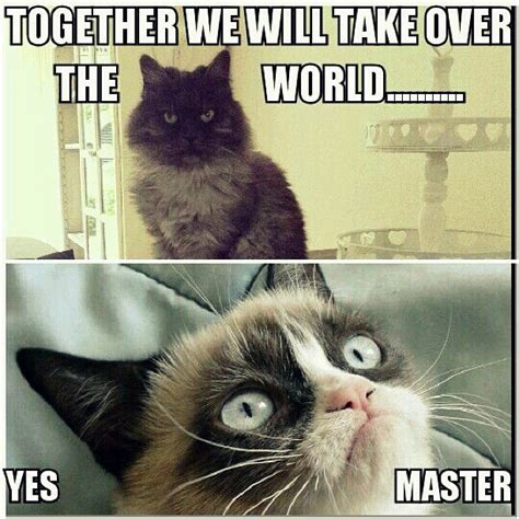 dit  poes ik vrouw van jou