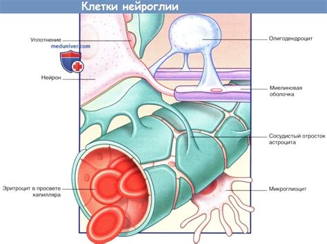 Нейроглиальные клетки ЦНС. Клетки нейроглии