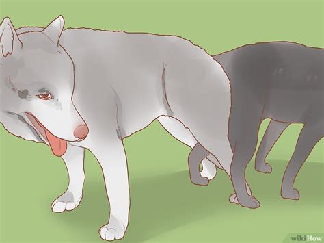 Como Ajudar O Cachorro A Cruzar Pela Primeira Vez - Como Estimular Cachorros a Cruzarem Naturalmente