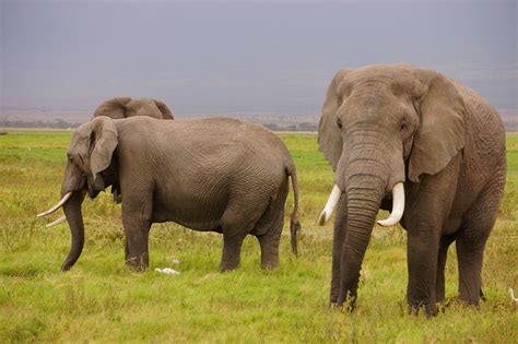 wild animal is elephant 12
