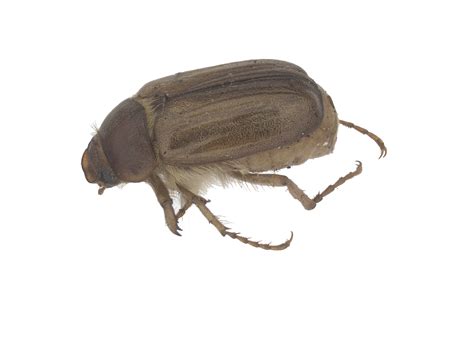 Chafer Beetle Beetles On Ornamental Plants [fact Sheet] | Extension