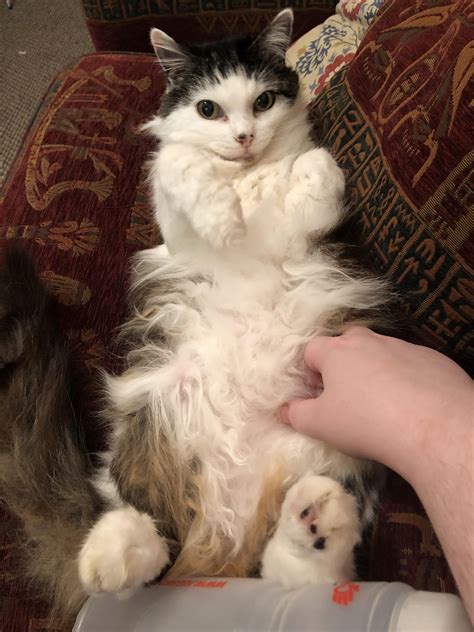 Discover more like Catbellies: Old lady still got her charm and Related