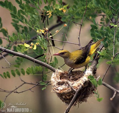 Pirol Bilder, Pirol Fotos | NaturFoto