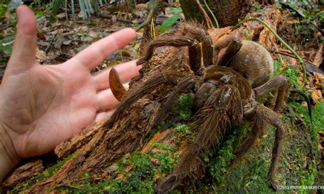 A Maior Aranha Que Já Existiu No Mundo - Maior aranha do mundo mede 30 centímetros e pode ter o peso de um ...