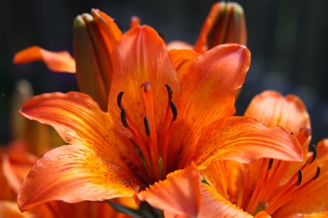 Beautiful Orange Flowers Images at Sherry Powers blog