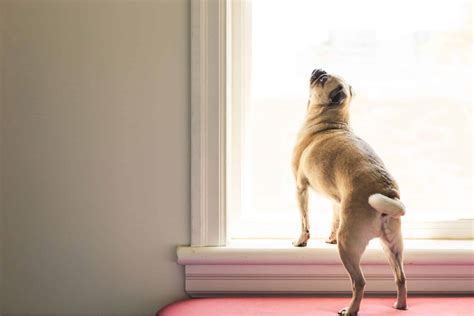 What To Do If Dog Barks In Apartment