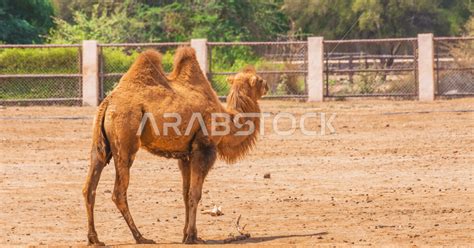 Two-humped camel, camel and camel breeding, nature reserve, camel ...