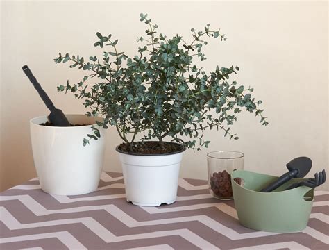 How To Grow Eucalyptus Indoors From Cuttings at Adam Ball blog