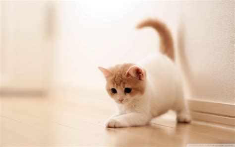 Cute Cat HD Wallpapers - Top Free Cute Cat HD Backgrounds - WallpaperAccess