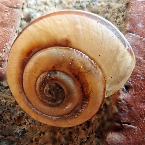 Cepaea nemoralis (Grove Snail) – 10,000 Things of the Pacific Northwest