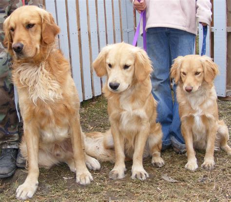 full sized golden retrievers