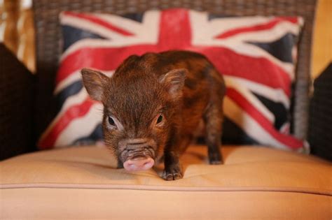 #Minipig #Micropig #Piggy #Pig