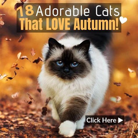 Autumn Cats - 18 Images of Cats Loving Fall – KittySensations