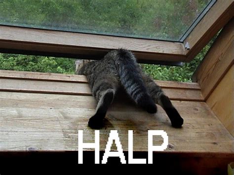 HALP | Funny Cat Pictures