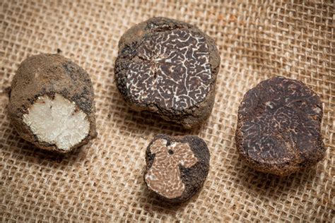 champignon comment trouver cultiver  conserver la truffe