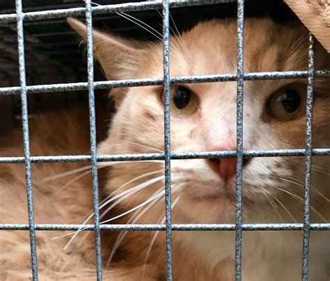 solano county animal shelter 6