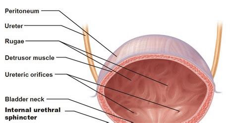 sphincter muscle  urethra clinical  functional anatomy