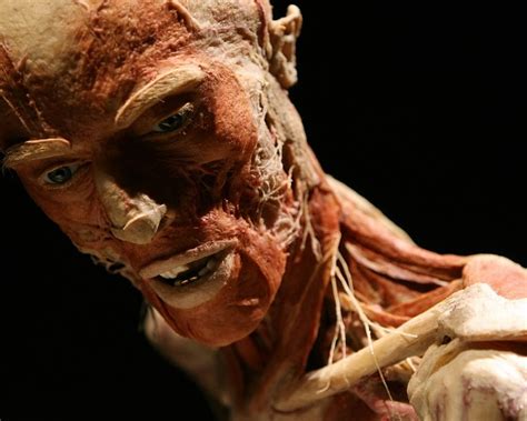 TYWKIWDBI ("Tai-Wiki-Widbee"): Plastinated human bodies in flagrante ...