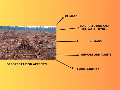 deforestation effects