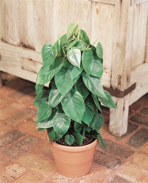 Philodendron Heart Leaf - Pohlmans The Plant People - Phone 07 5462 0477