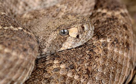 Western Diamondback Rattlesnake Venom Rattler Danger Photo Background And Picture For Free ...