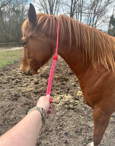 Lariat Quick Catch Loop Rope Horse - Etsy