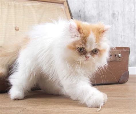 Kucing Parsi Comel Di Dunia (Gambar) 2024 • Semuanya Tentang Kucing