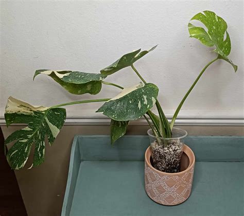Monstera Thai Con T5 – R&R