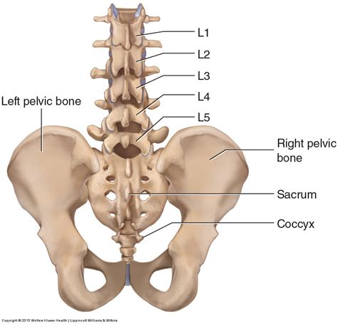 anatomy  lumbar spine spine   lumbar lsbgb