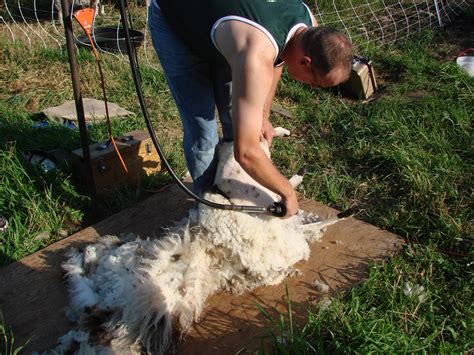 kilpelaen luomutila ja sen ympaeristoe sheep shearing