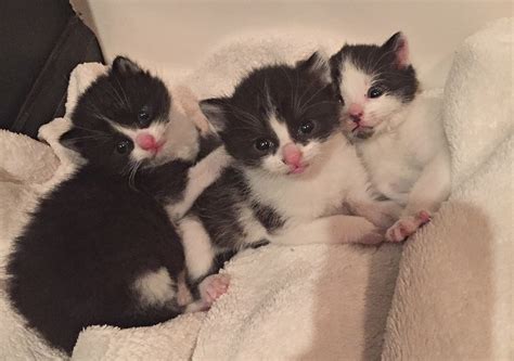 Kittens | Cuckoo4Design