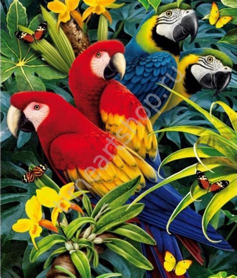 четыре попугая | Exotic birds, Colorful parrots, Beautiful birds