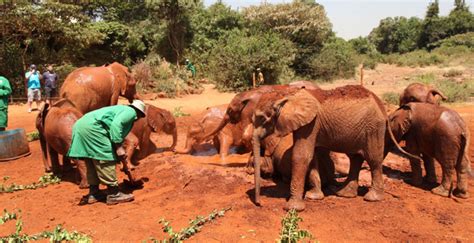 Daphne Sheldrick Elephant Orphanage - Piper & Heath TravelPiper & Heath ...